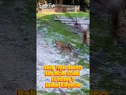 NEW Baby Sumatran Tiger Cub at #waltdisneyworld