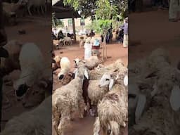 Rural village market day in Vogan Togo west