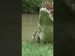 Crocodiles go Wild! #crocodile #wildlife #reptiles #dragon #funnyanimal