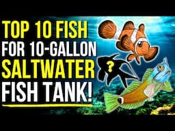 Top 10 Fish for a 10 Gallon Saltwater Aquarium! | Saltwater Fish