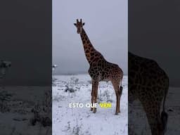 Nieve en el África 😱