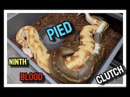 Pied Het T- Albino x T- Albino Stripe Matrix Blood Python Clutch!