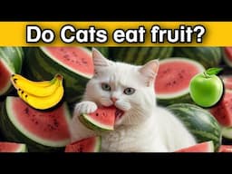 Do cats eat fruit? The Best Fruit for Cats - Feeding Guide & Benefits