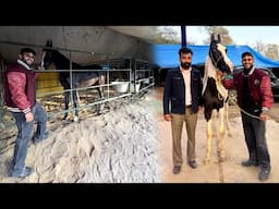 Sri Muktsar Sahib Horse Show 🐎Expensive Horse collection of NoorGarh stud Farm 😱