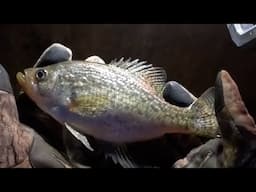 Glad I Came Out In This Freezing Weather, Crappie Fishing