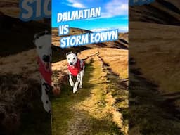 Dalmatian Vs Storm Eowyn #fellrunning #trailrunning #Storm #eowyn #mountains