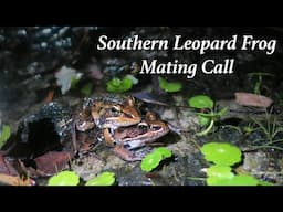 Southern Leopard Frog Mating Call