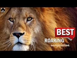 My ROARING COMPILATION - BEST ROARS on YouTube (revised)