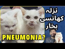 How to Save Your Cat from Calci Virus?  // اردو / हिंदी