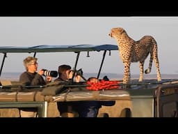 Surprising Cheetah Encounter With PHOTOGRAPHERS!