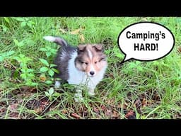 Baby Kevin goes Camping? ⛺️🐶 a sheltie's puppy adventure!