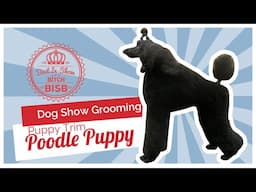 Dog Show Grooming: How to Groom a Poodle Puppy