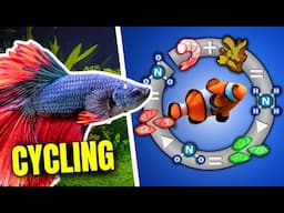 The Aquarium Nitrogen Cycle EXPLAINED (For Beginners)