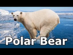 Polar Bear Sounds and Pictures For Teaching. Learn Animal Sounds