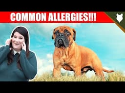 COMMON ALLERGIES FOR BULLMASTIFF