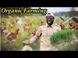 Organic Chicken Farming Profit Margins