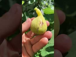 LSU Hollier Fig - Amazing When Dried #fig #figtree #figboss #gardeningtips #fruittrees