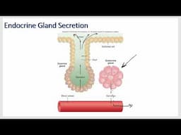 Endocrine and Hormone Physiology -Growth Hormone, Prolactin, ADH, and Oxytocin