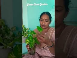 🌿🌿Money plant  caring tips/ இனி உங்க வீட்டு money plant  உம் சூப்பர் வரும்#shorts#gardening #tips