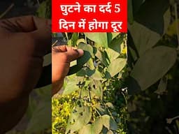 पुराने से पुराना घुटने का दर्द होगा दूर | Herb Plant | Home garden