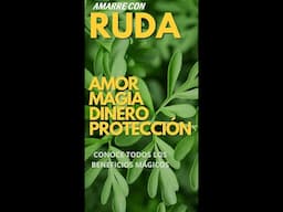 EL AMARRE DE LA RUDA