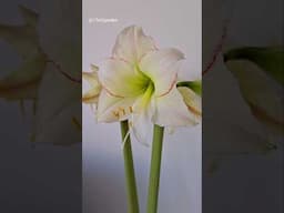 Amaryllis From Planting To Bloom 🌺 #amaryllis #containergardening #garden