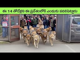 U S  Releases 14 Canadian Wolves Into the Wild and Saves $94 Billion in telugu | virinchi facts