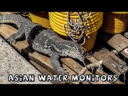 Asian Water Monitors in Thailand & Malaysia