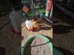 Watching Chickens Never Gets Old. #BackyardChickens #HappyHens #RaisingChickens #FreshEggs #HenHouse