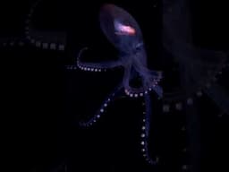 The Glass Octopus #oceanmysteries