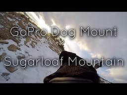 GoPro Dog Mount || Sugarloaf Mountain, Colorado