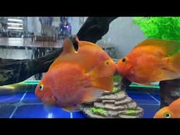 Kissing Goldfishes!