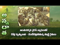 Sudden chicken deaths due to viral disease outbreak - poultry at loss | ETV