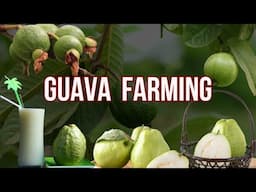 Guava Farming | how to Grow Guava Fruit Step by Step | Guava Cultivation Tips