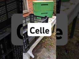 Hilfe, 2 peinliche Fehler in Celle, Video Ankündigung