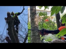 Tree Work & Tree Climbing with Echo Chainsaws | CS-271T, CS-400, CS-620P