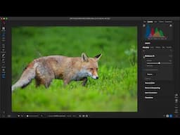 Master Wildlife Photo Editing in Minutes