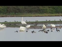 Whooper swan (Cygnus cygnus) with Bewick's swans on the WWT Slimbridge Rushy Pen.