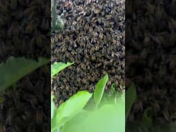 What a wild bee swarm looks like!