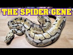 SPIDER gene, why you should have it!!......and why you shouldn't!