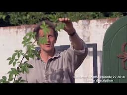 Gardening Advice episode 5 - take cuttings from roses